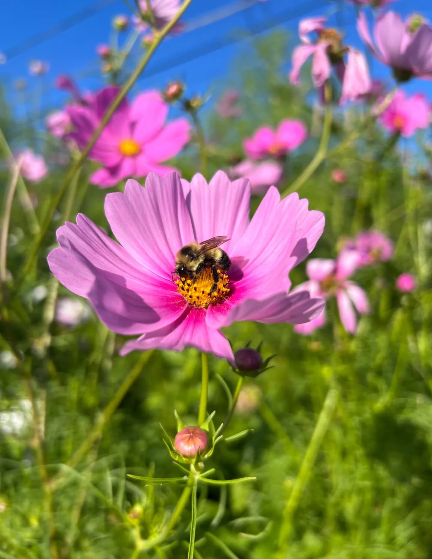 Emily Lock  image