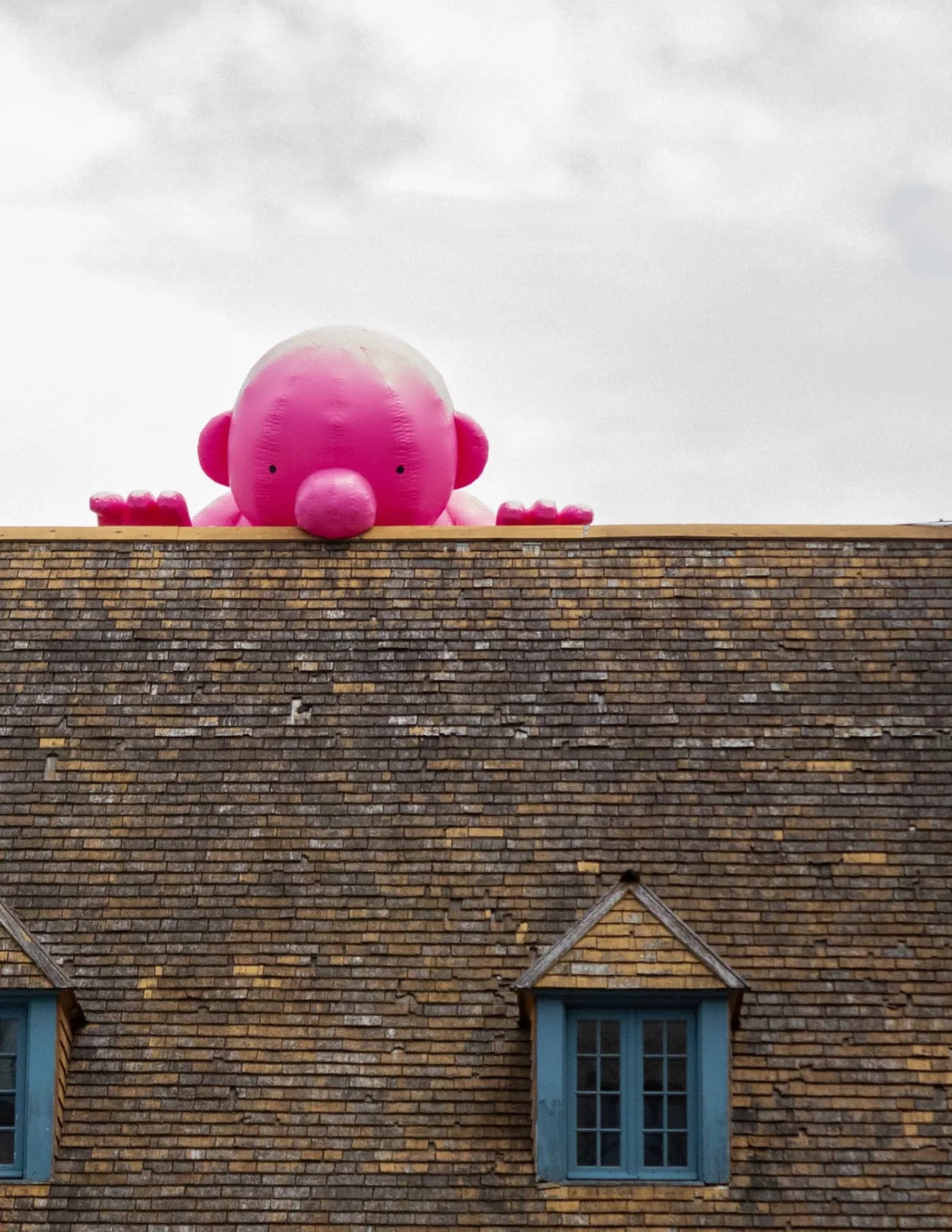 Finn Kelly image