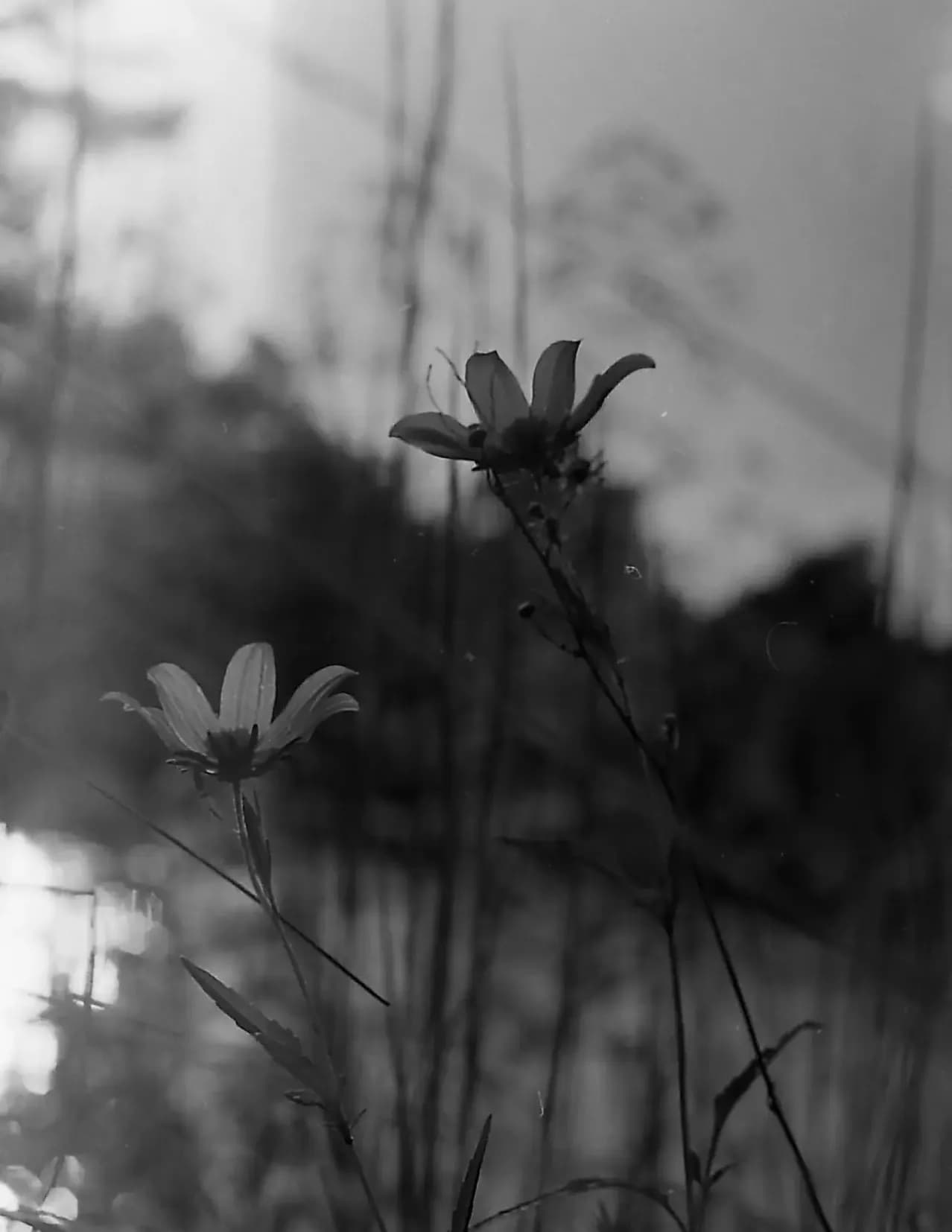 Cary image