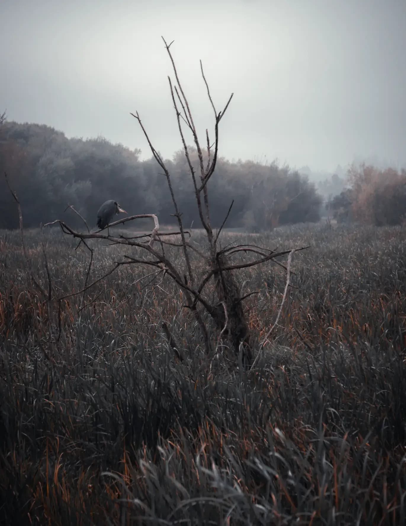 Trevor Montgomery image