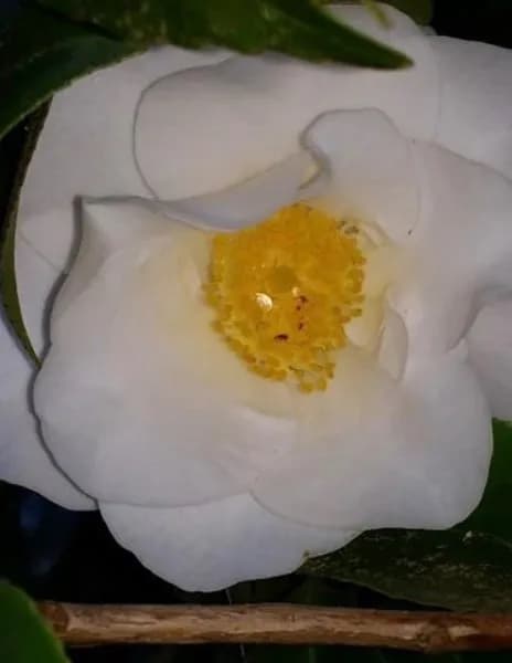 JoAnaOna image