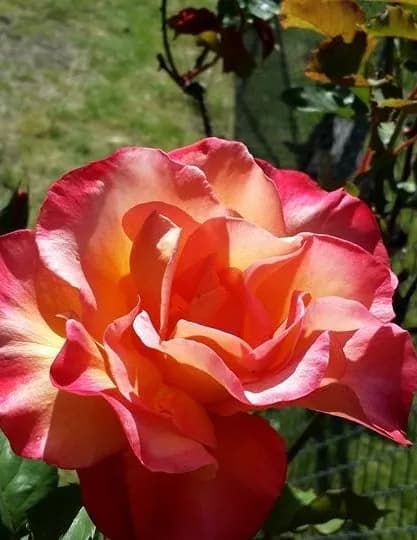 JoAnaOna image