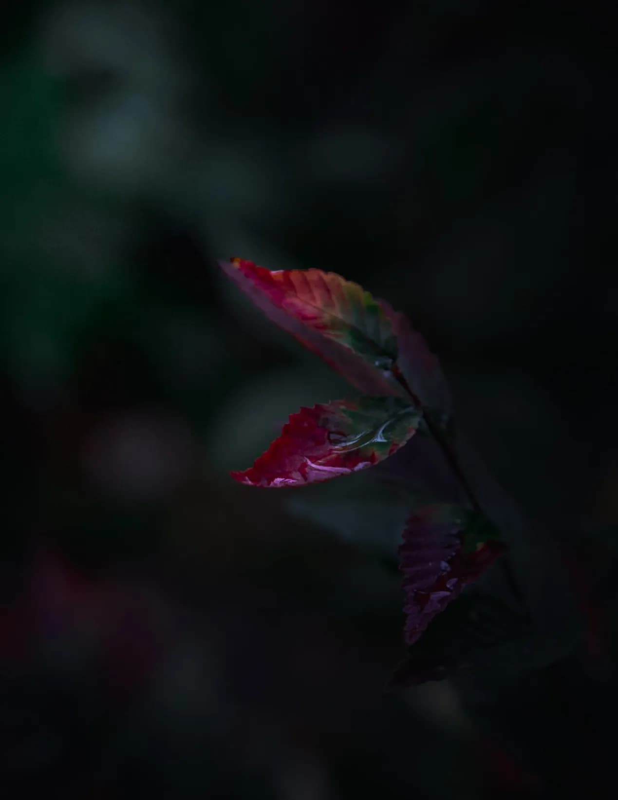 Afterglow Photography image