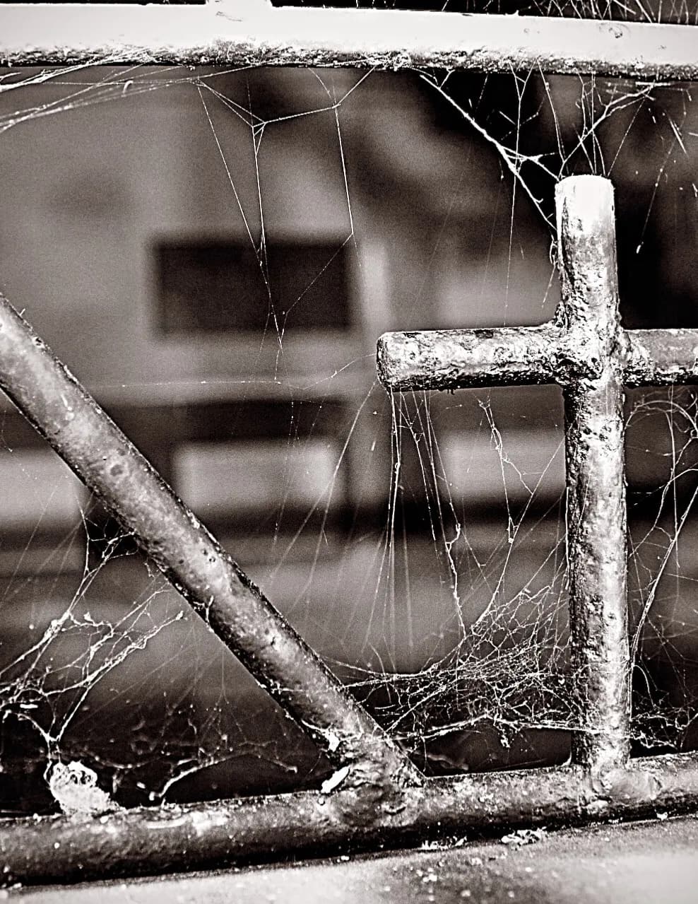 Chrissythewalkingphotographer image