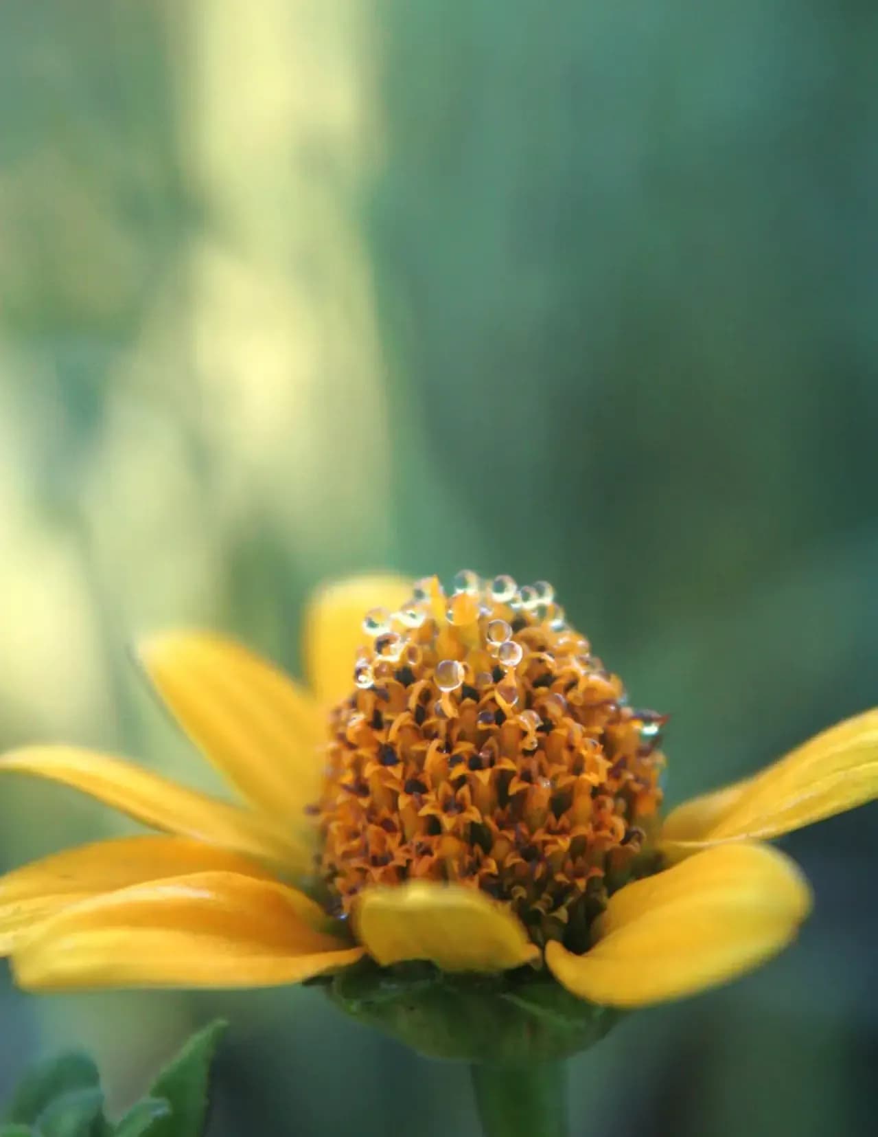 Donna Marek image