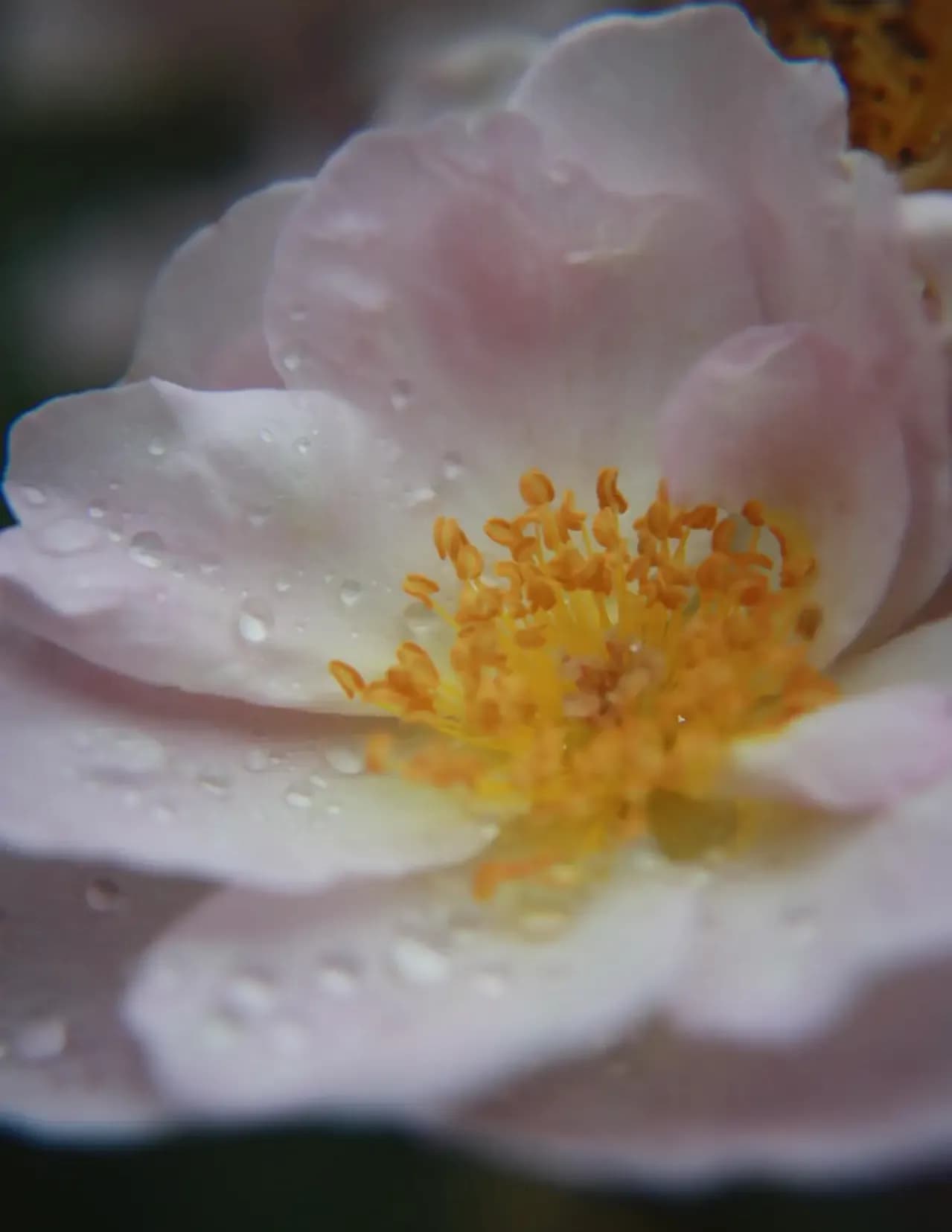 Donna Marek image