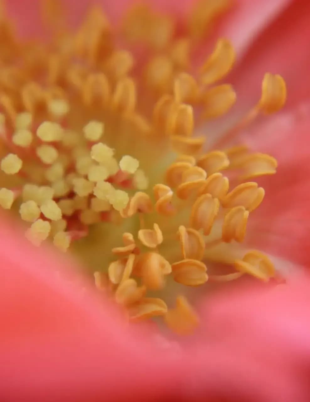 Donna Marek image