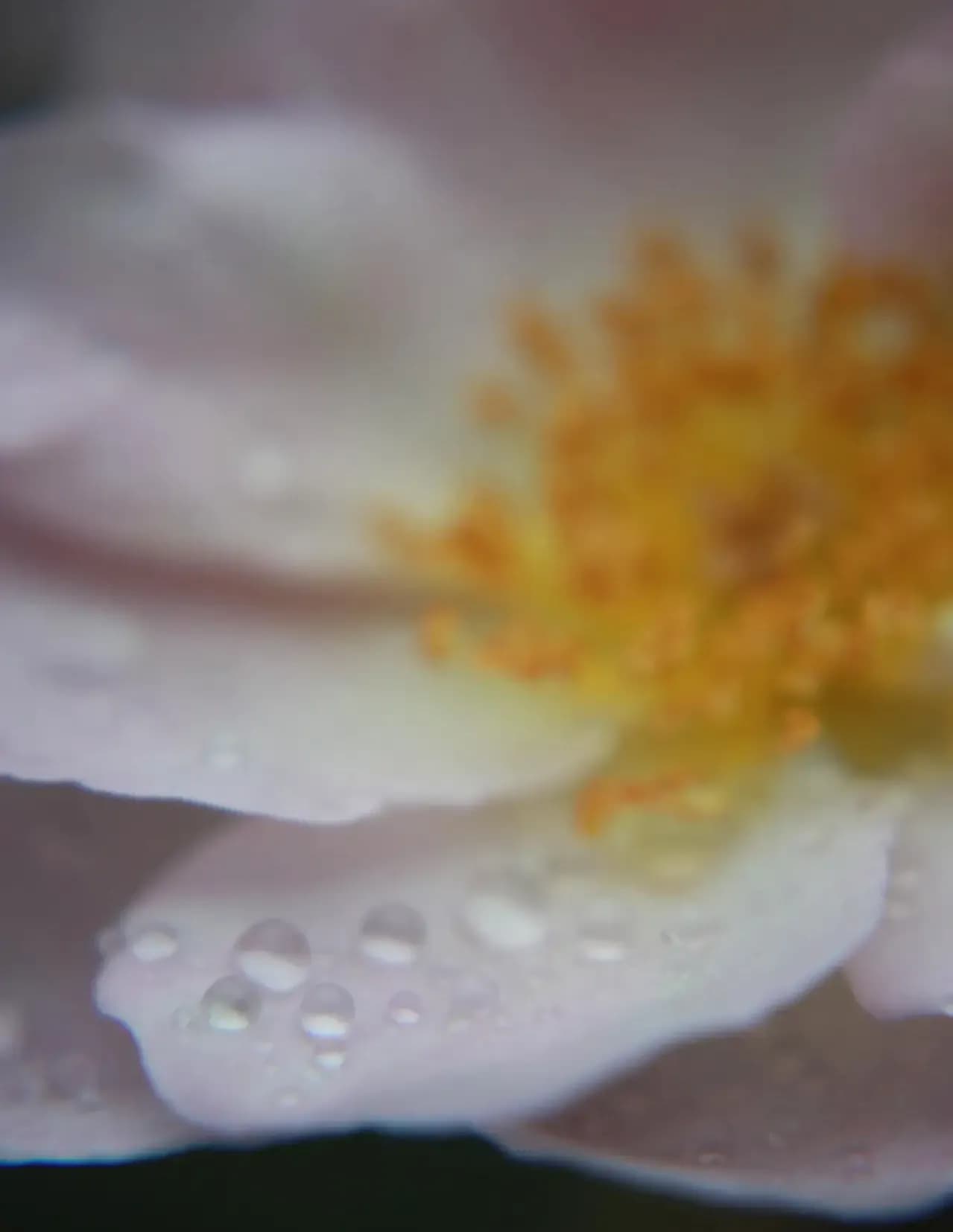 Donna Marek image