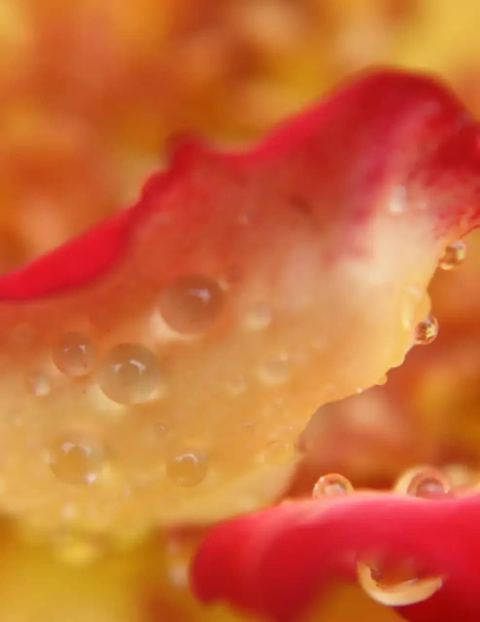 Donna Marek image