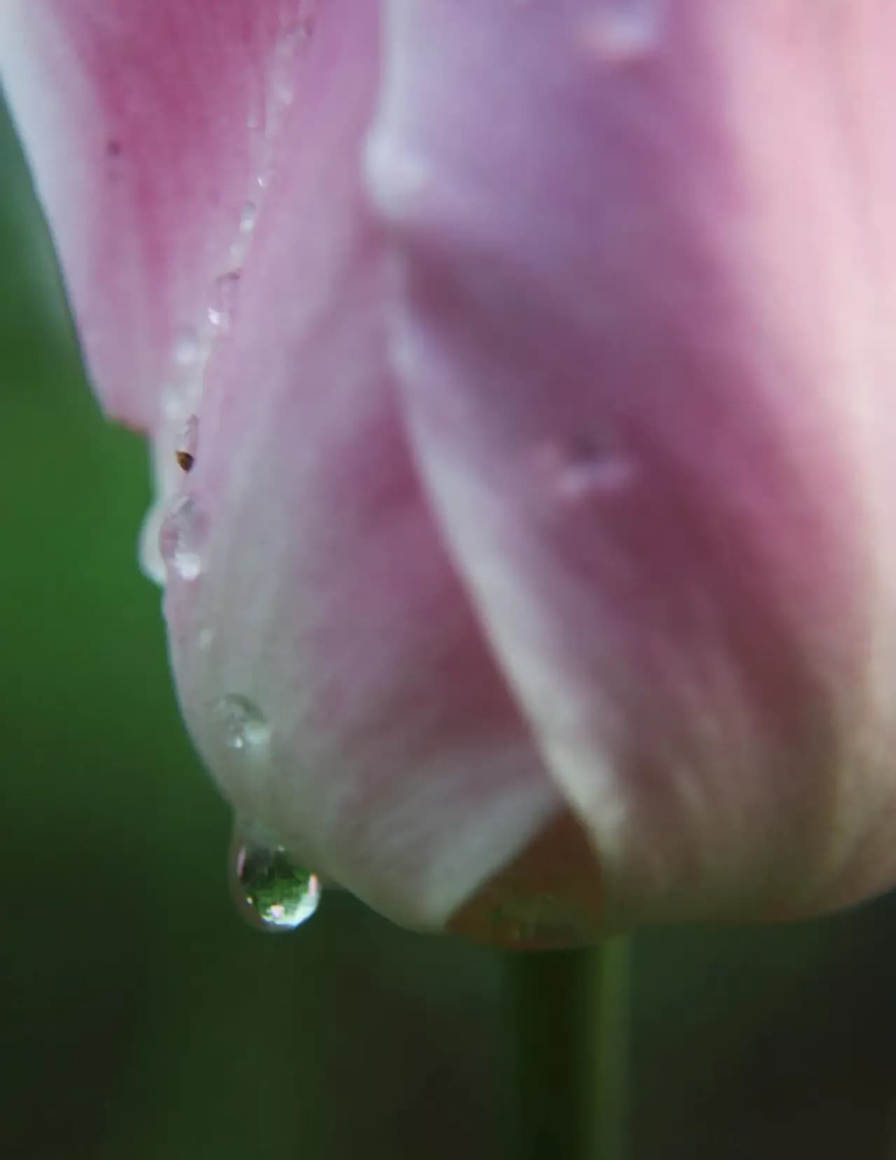 Donna Marek image