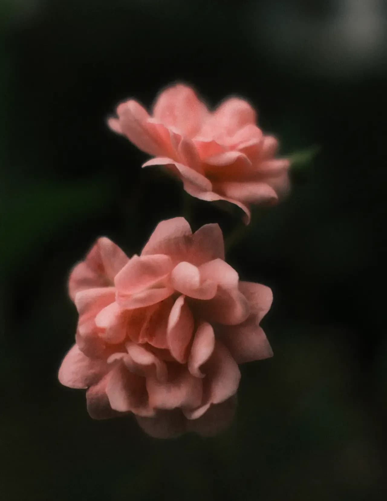 Michael DeRose image