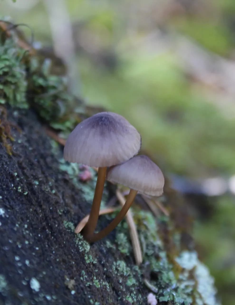 Pewphotography image
