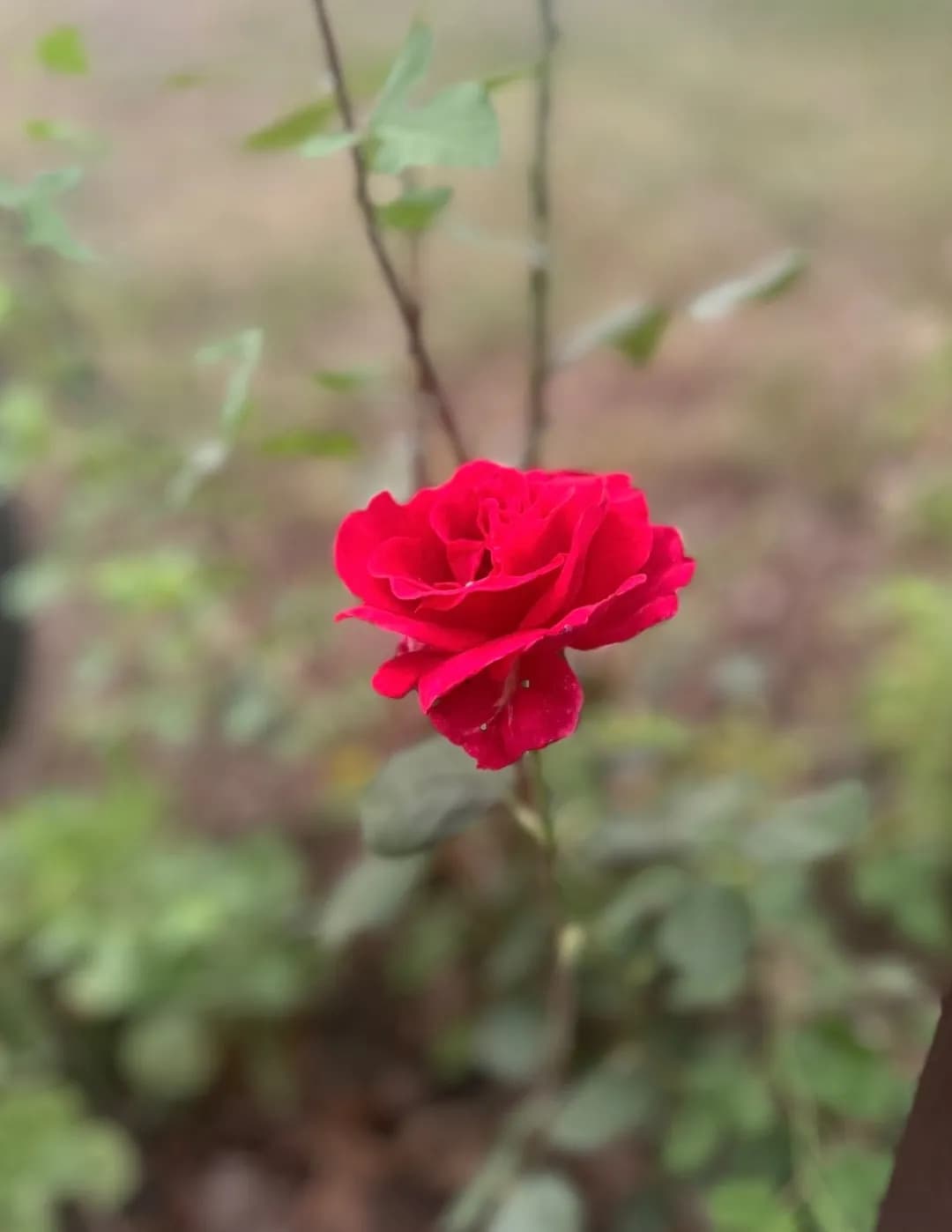 Thea image