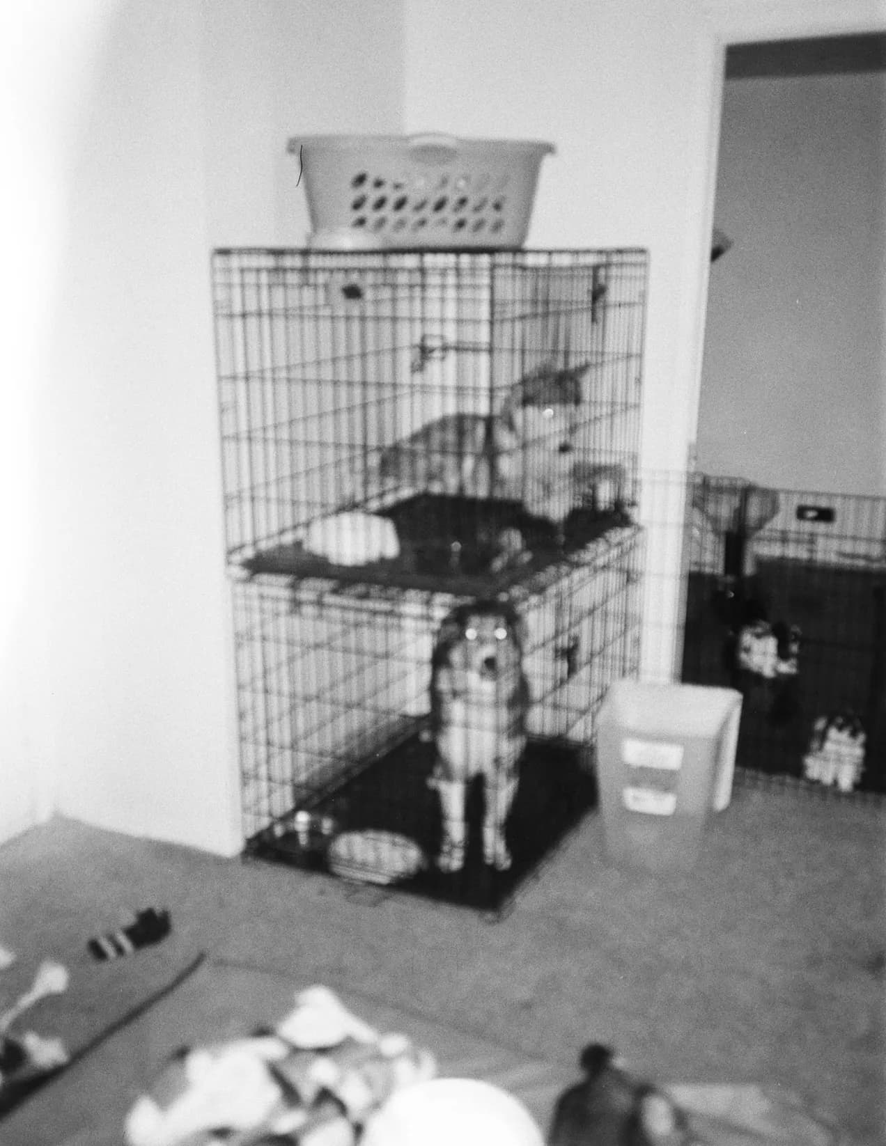 Donovan image