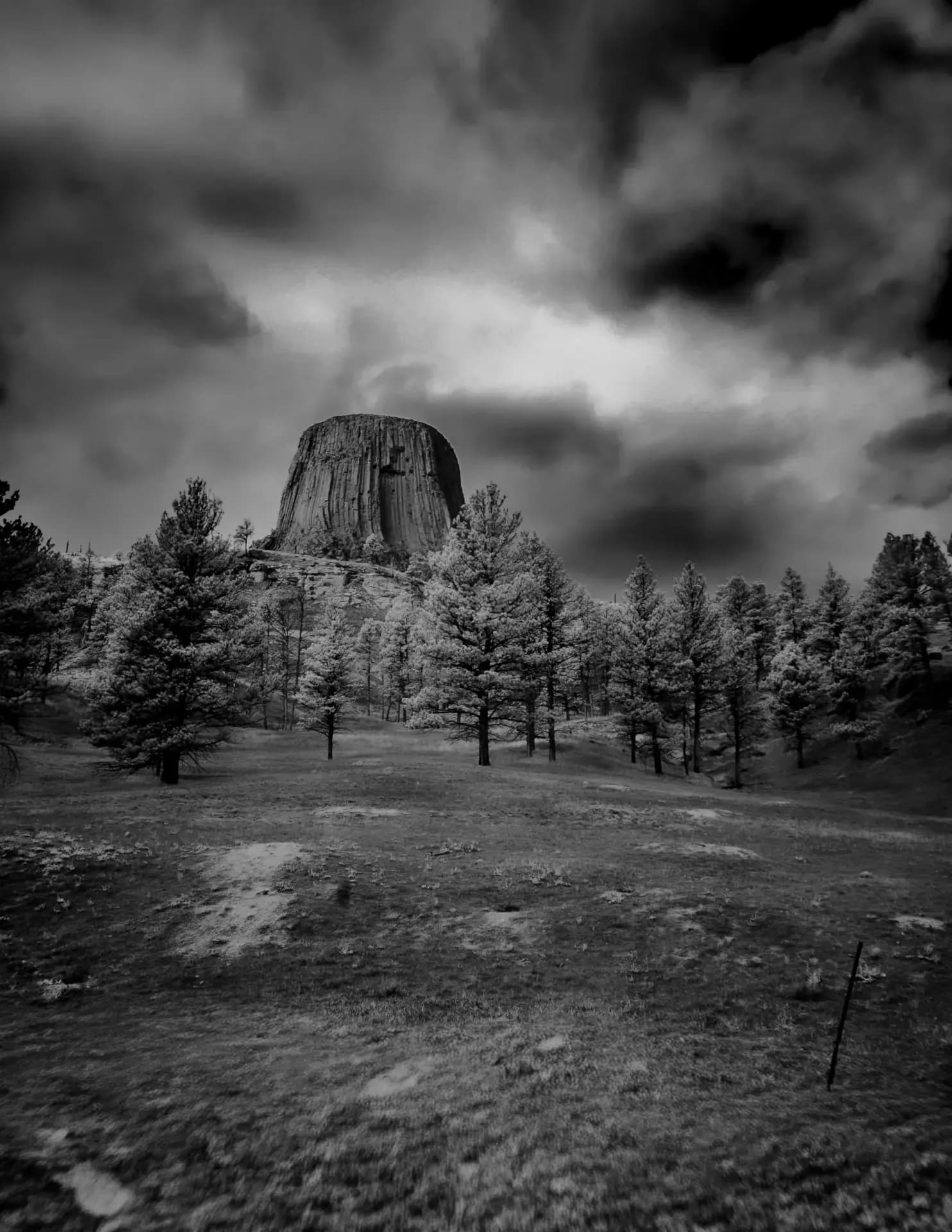 David Harrington image