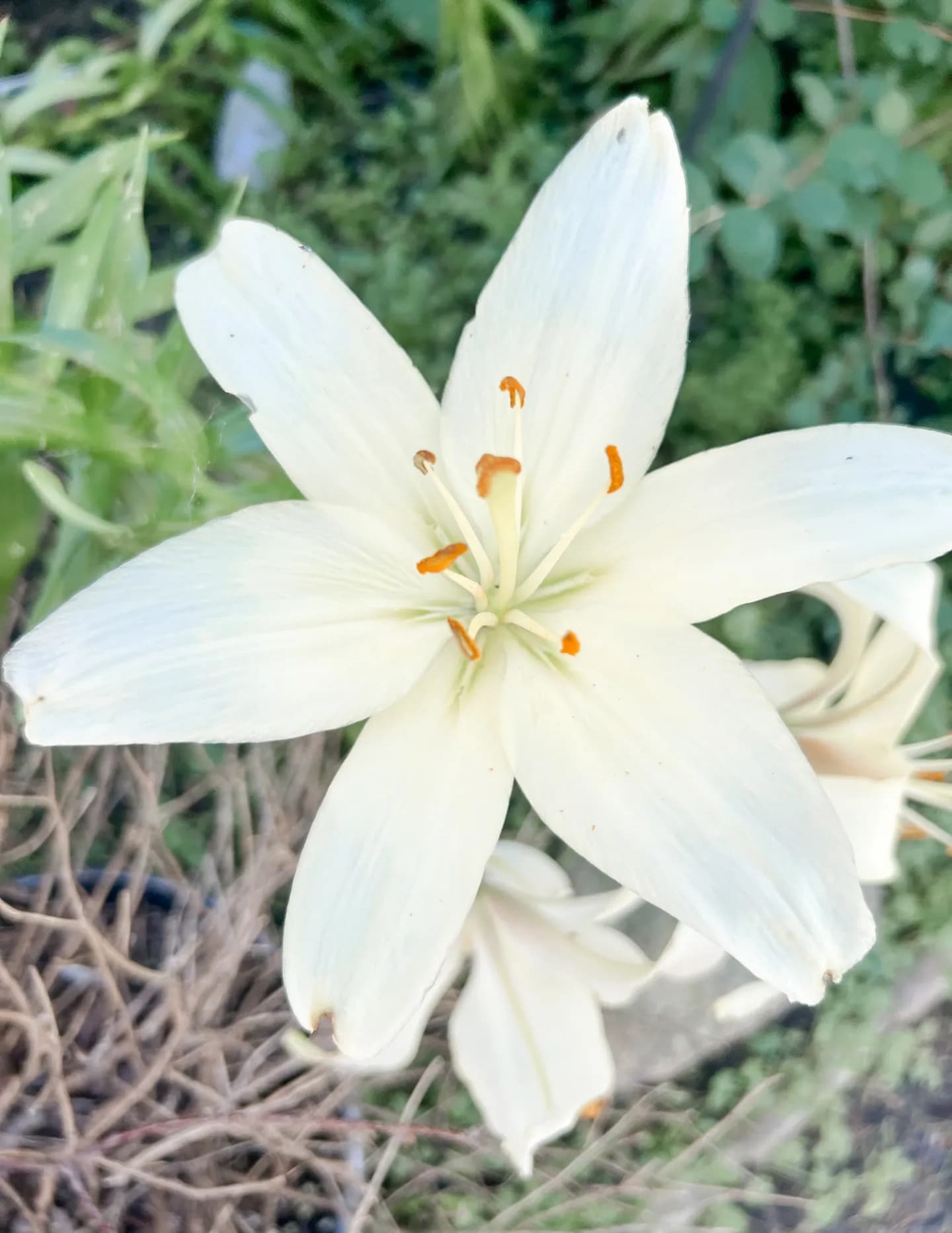 CsArts19 image