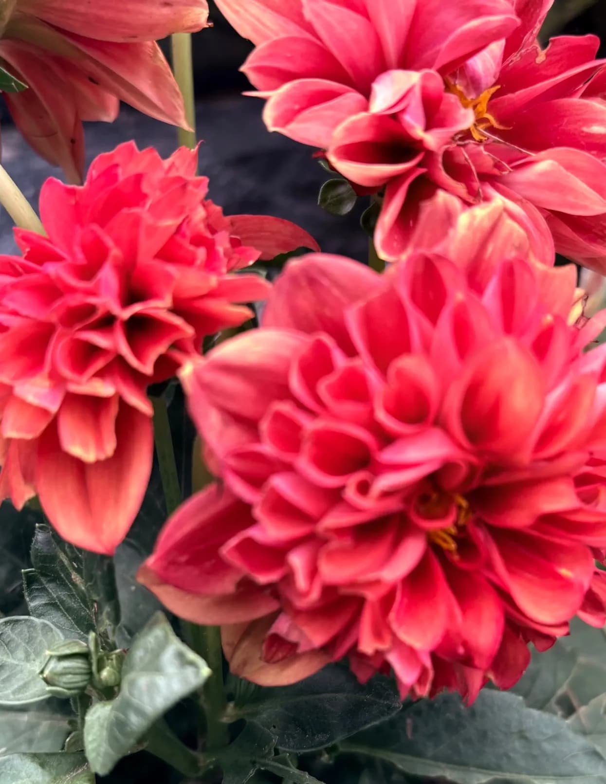 Caroljr13 image