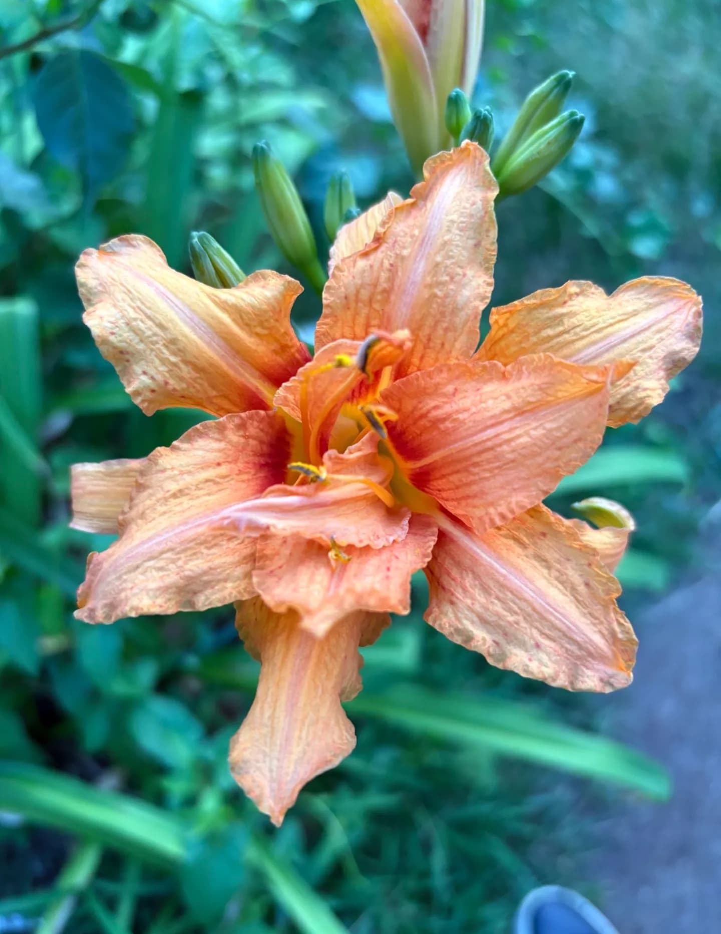 Caroljr13 image