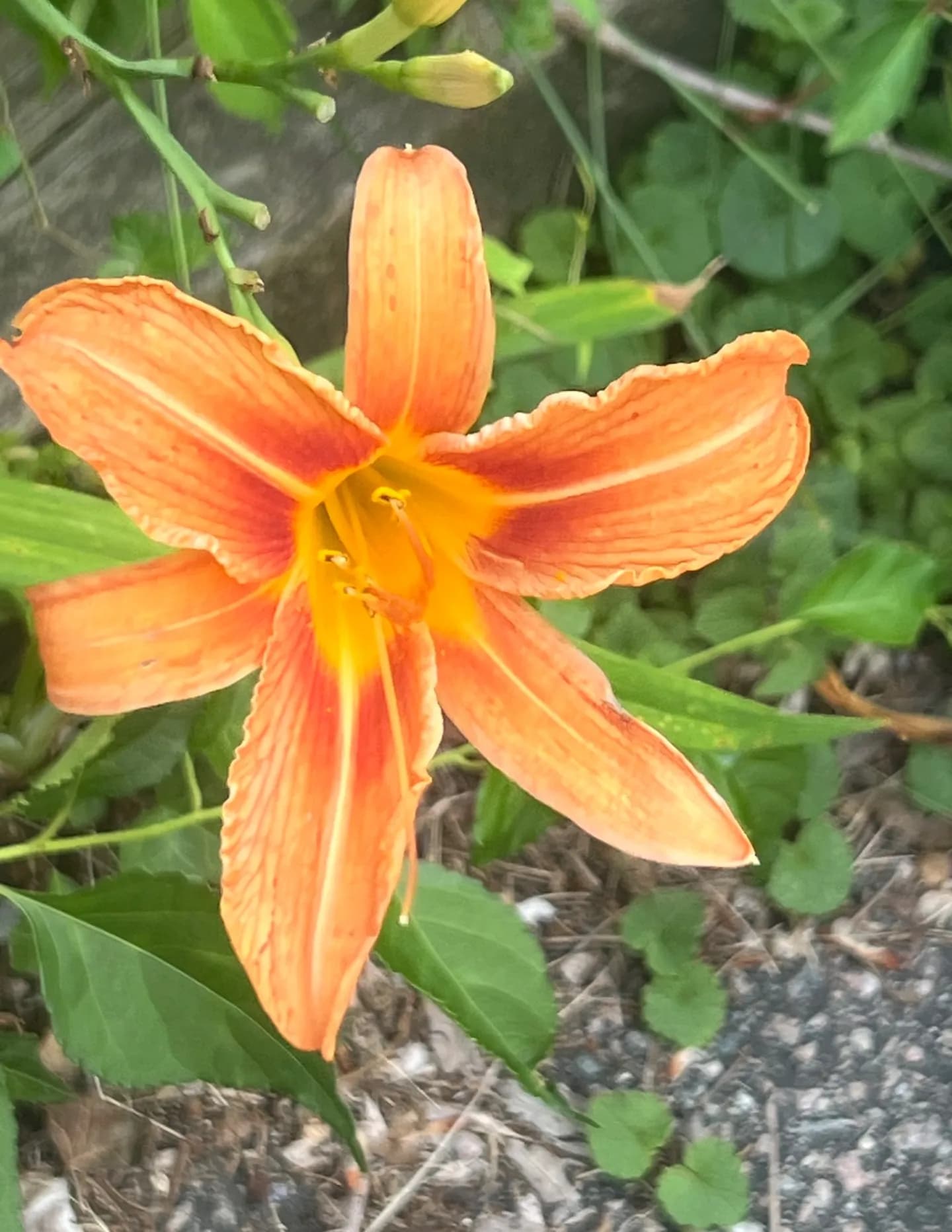 Caroljr13 image