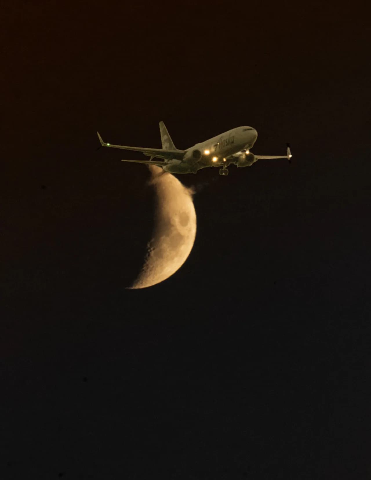 Bobcath image