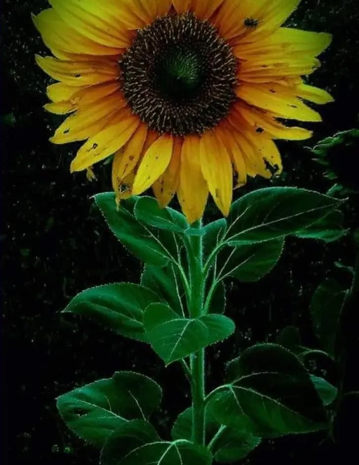 Despina Saulmon image