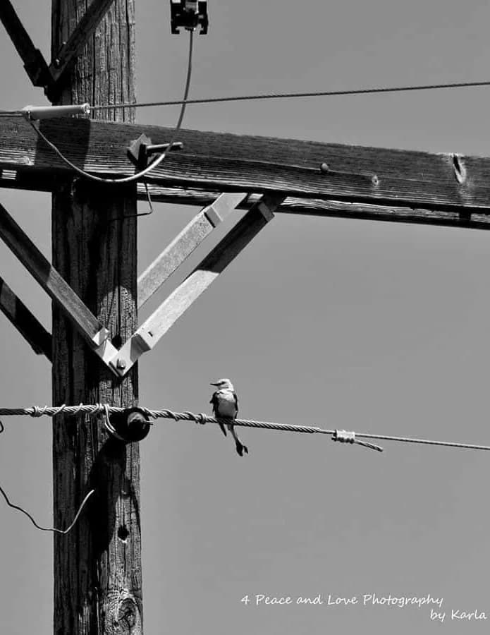 K. Young Photography image