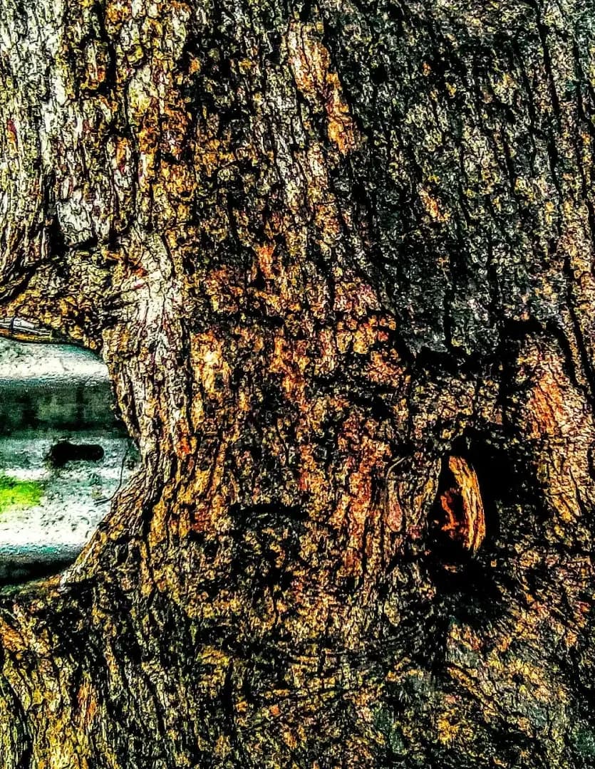 BrandyWine image