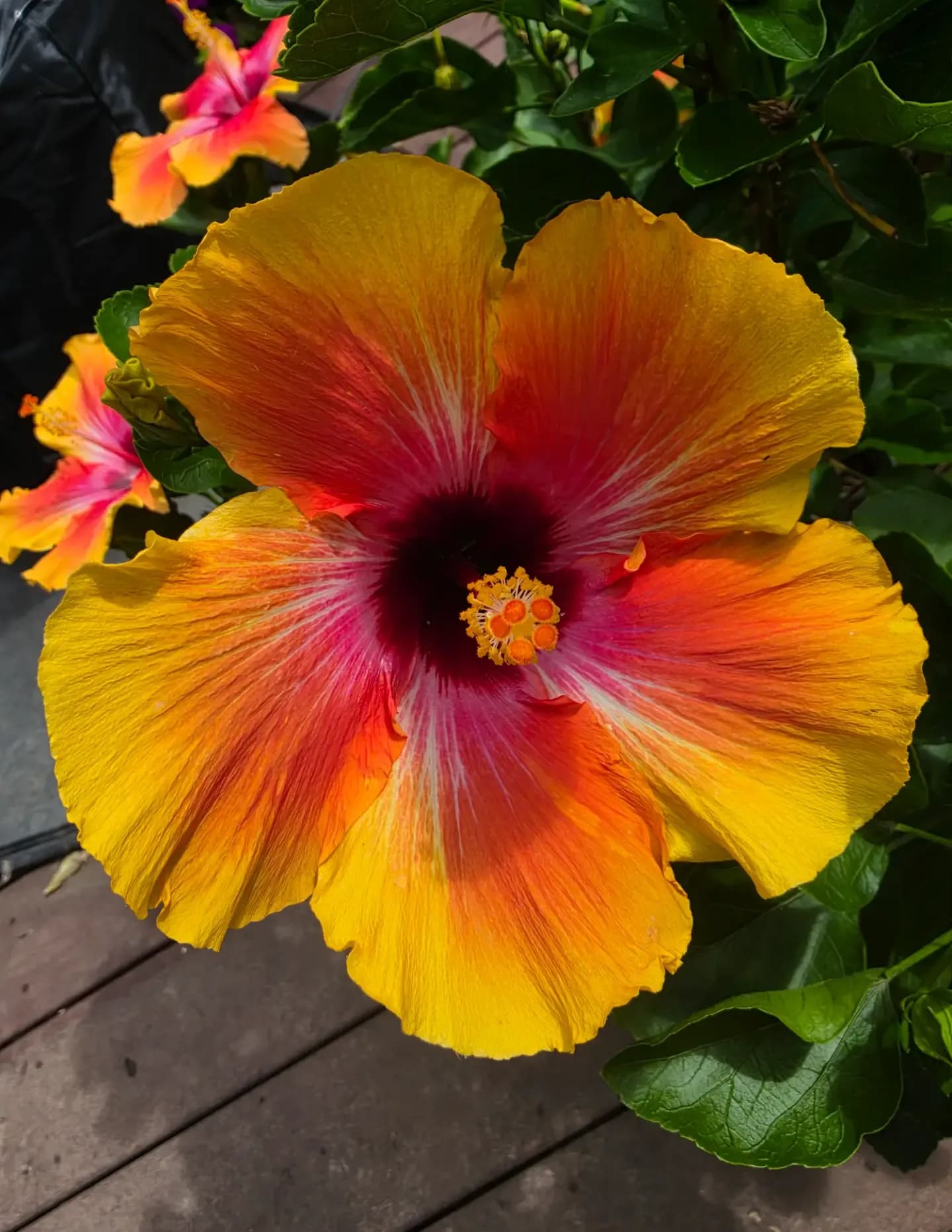 Rose Vogel image
