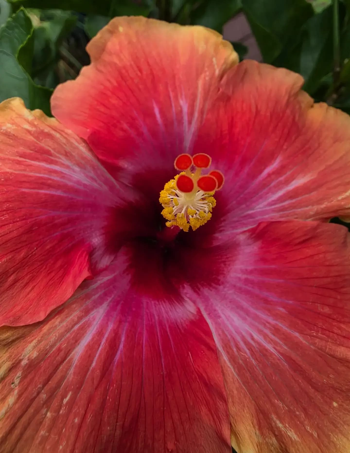 Rose Vogel image