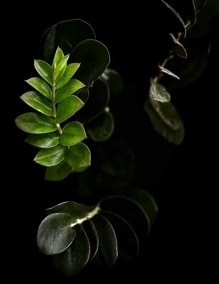 Megan Greathouse image