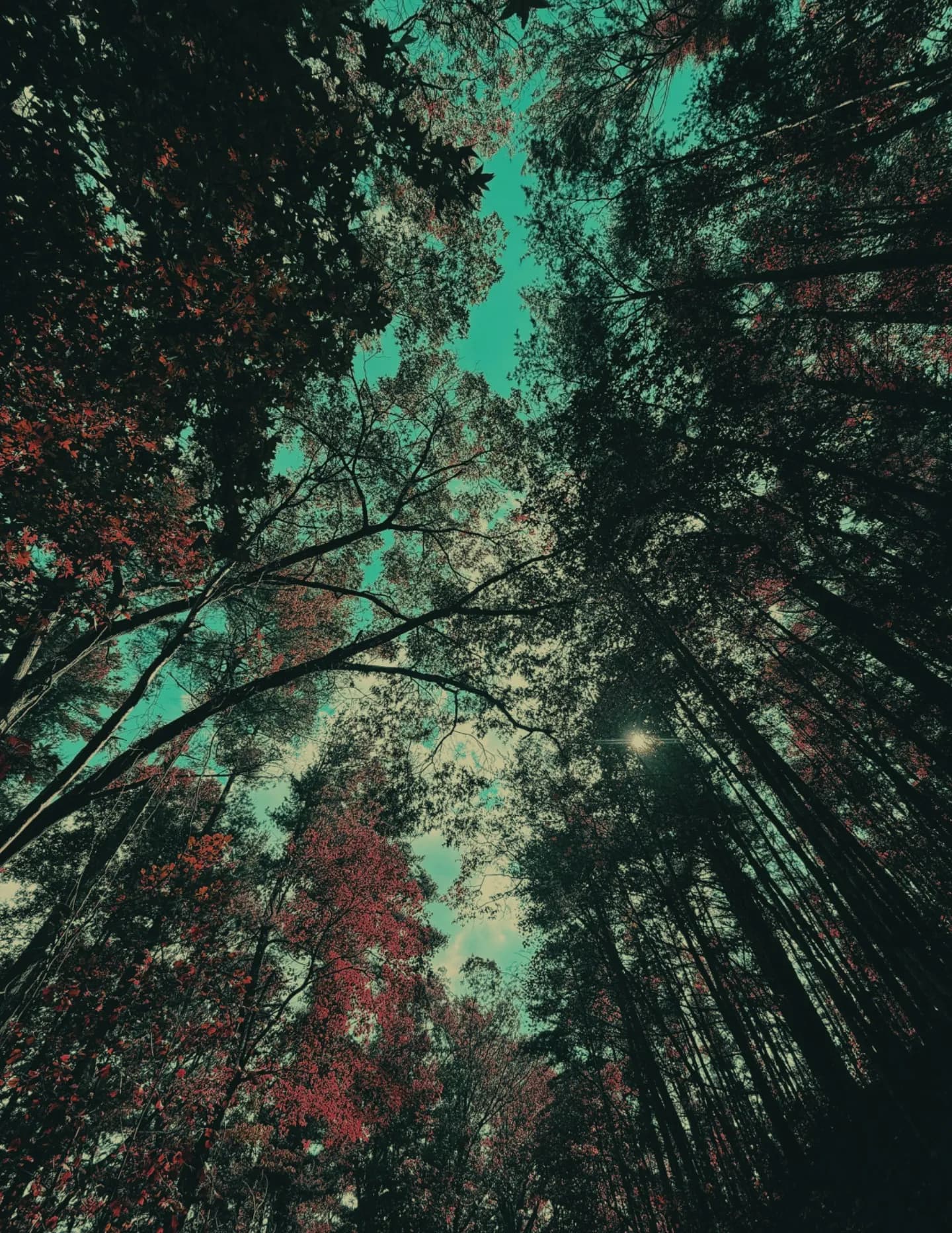 LillianDvs image