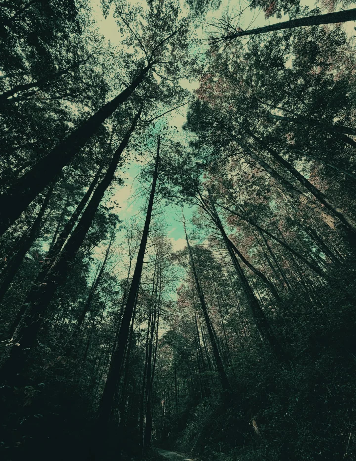 LillianDvs image