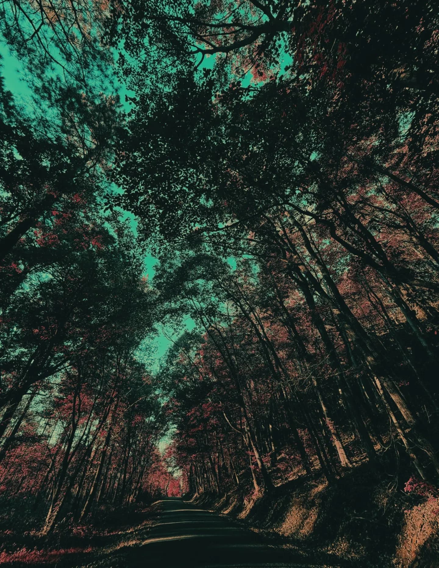 LillianDvs image