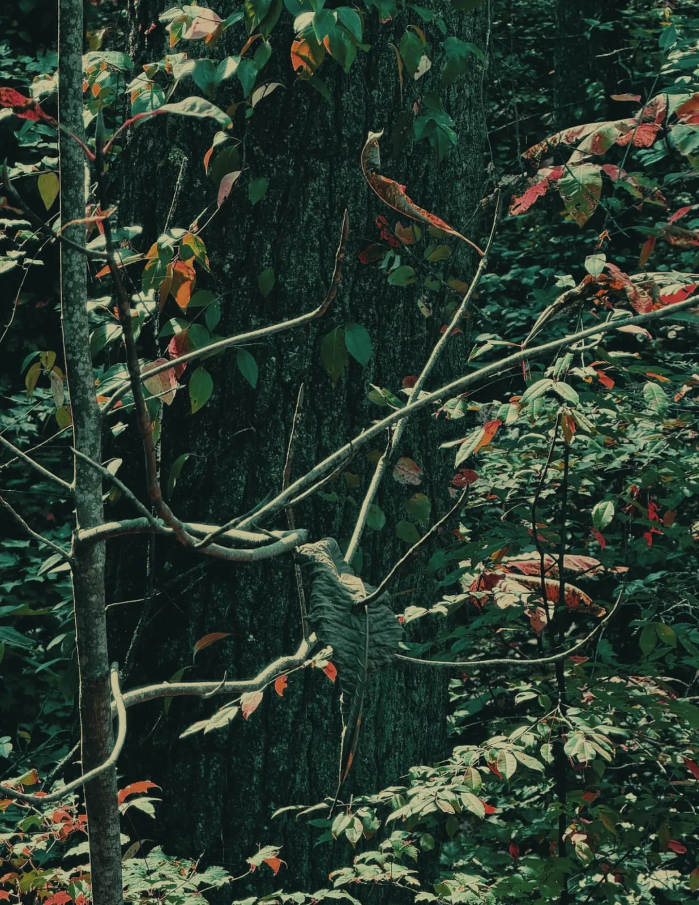 LillianDvs image