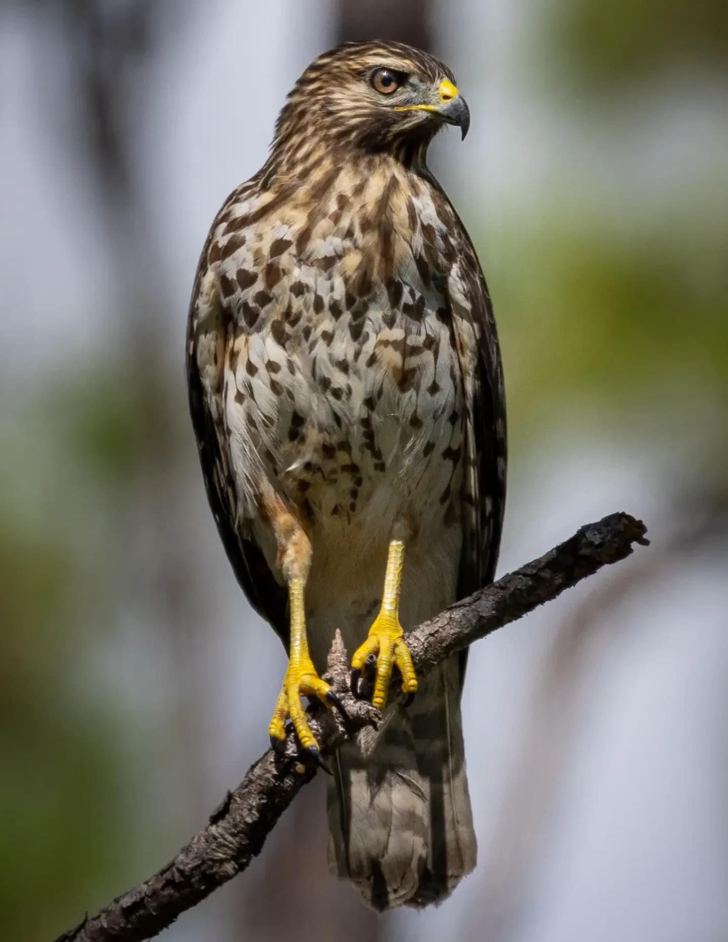 Papadilla image
