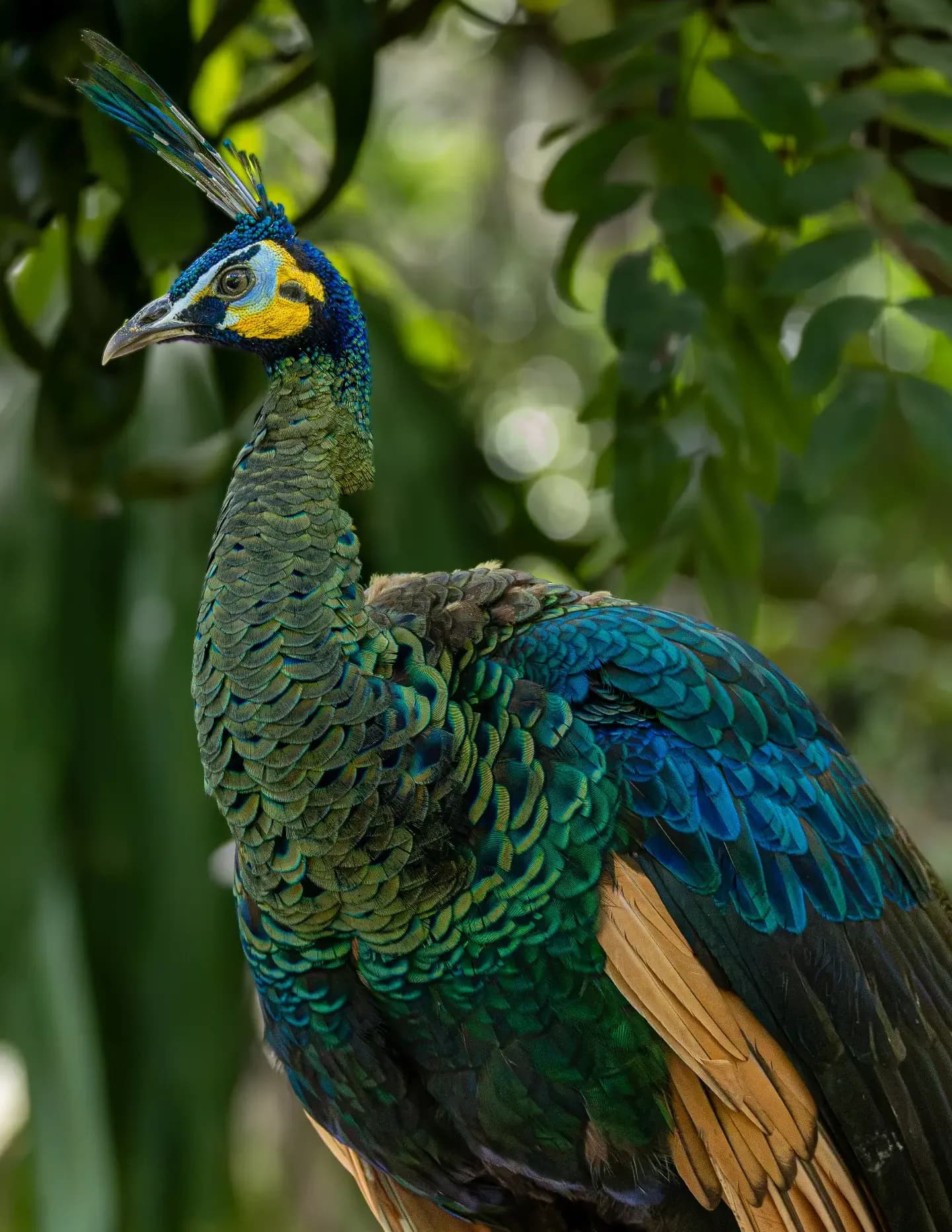 Papadilla image