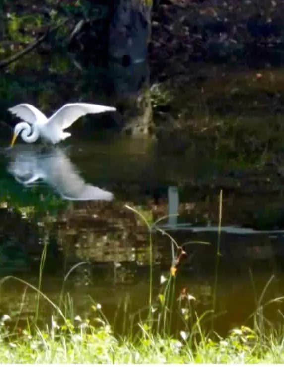 Judy McKenzie image