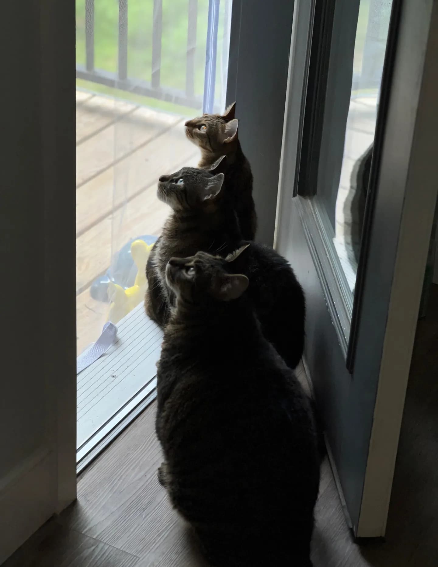 MSAmp image