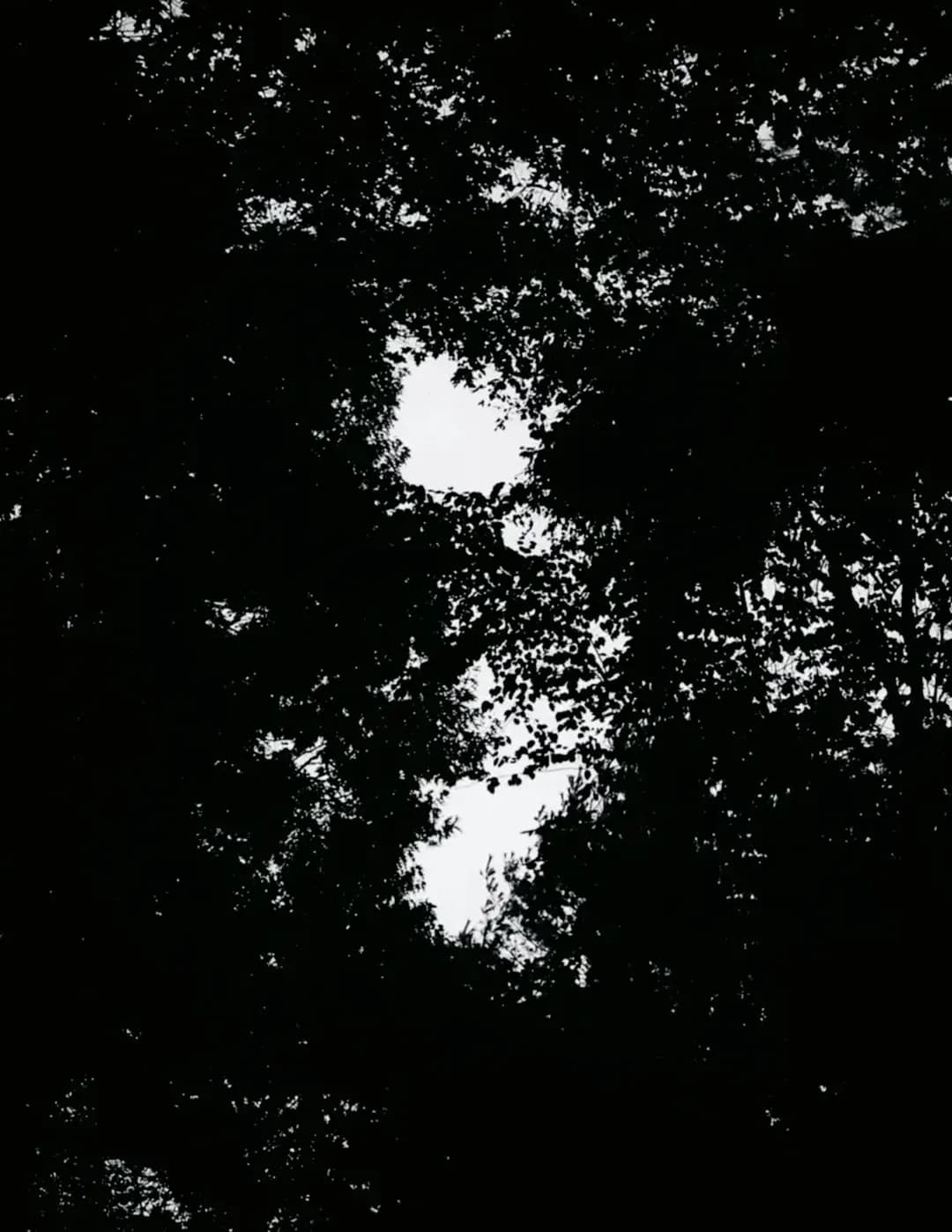 Charlotte image
