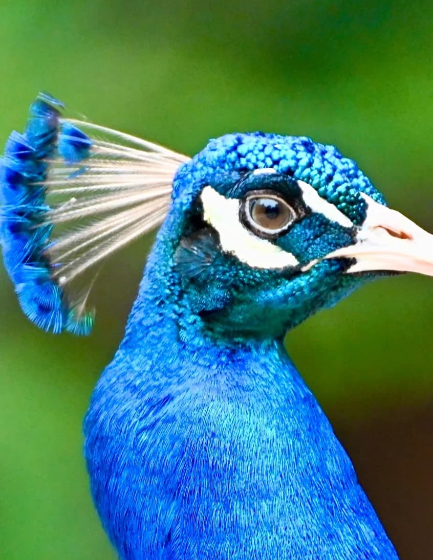 JWWaddlesPhotography image