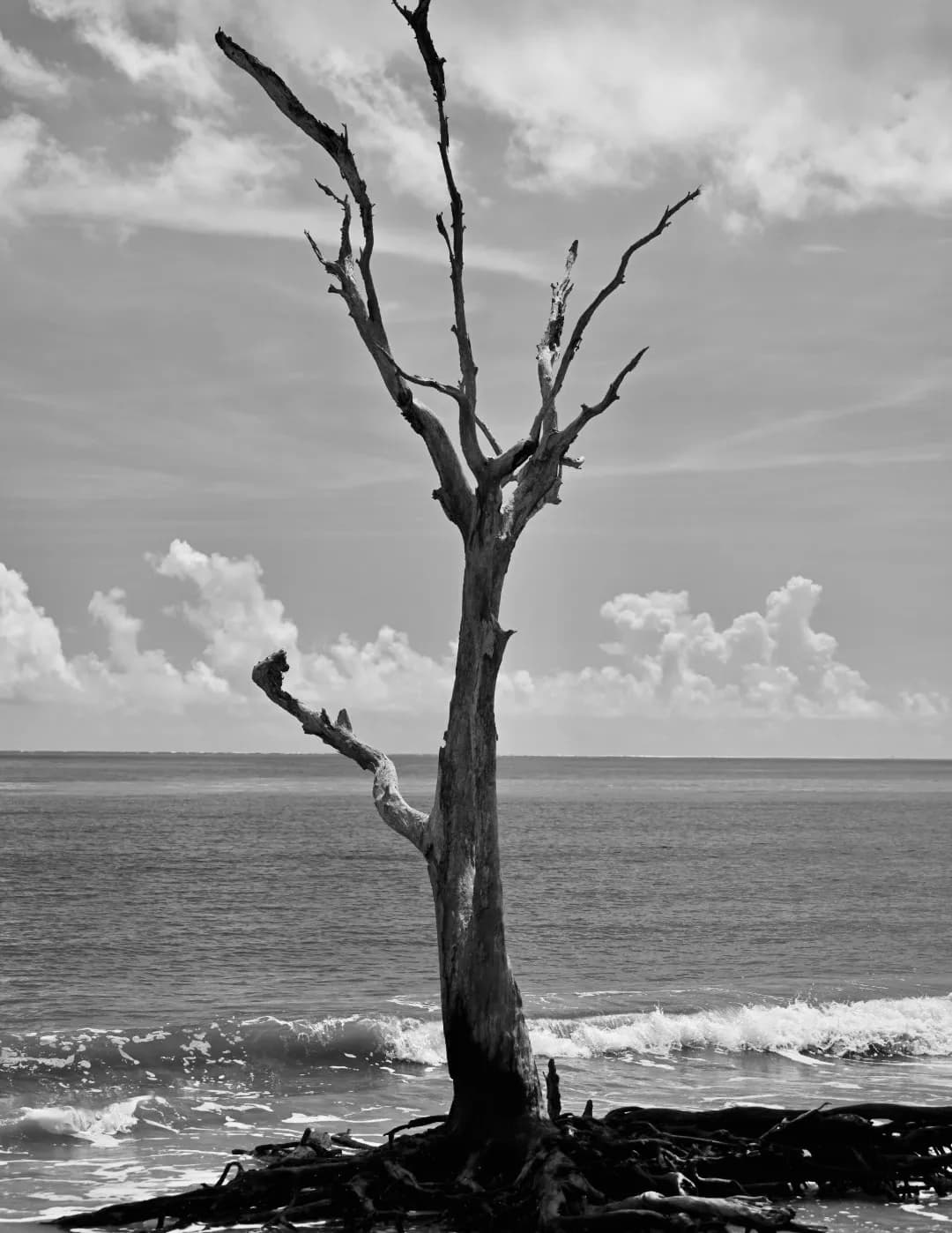 JWWaddlesPhotography image