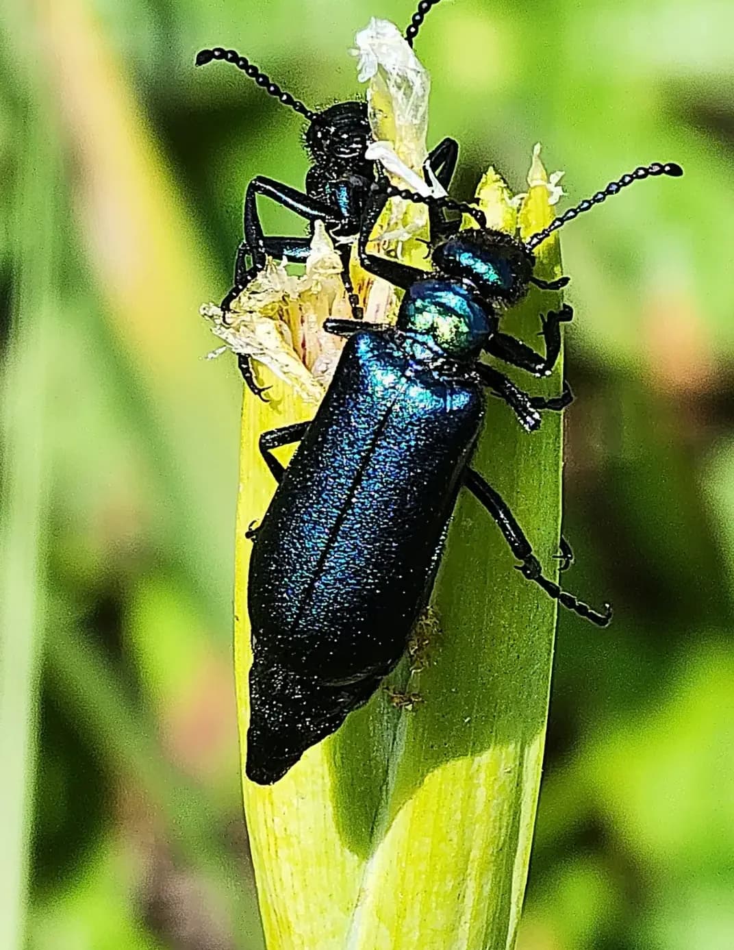Strumieg image