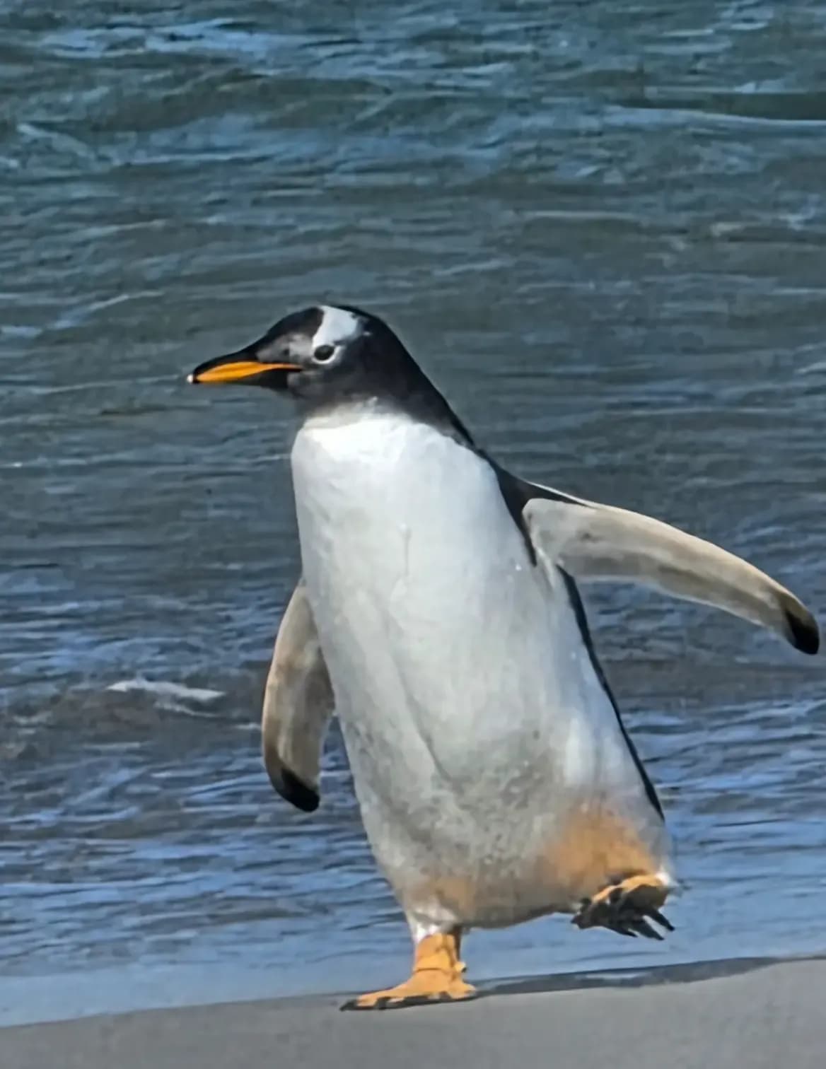 Strumieg image
