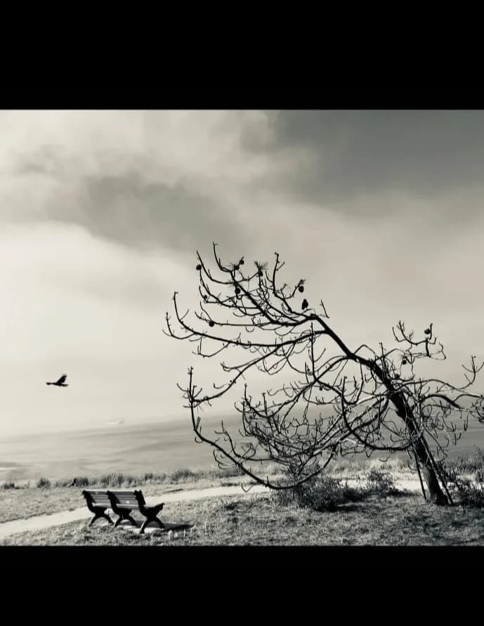 Ziggy Mrkich image
