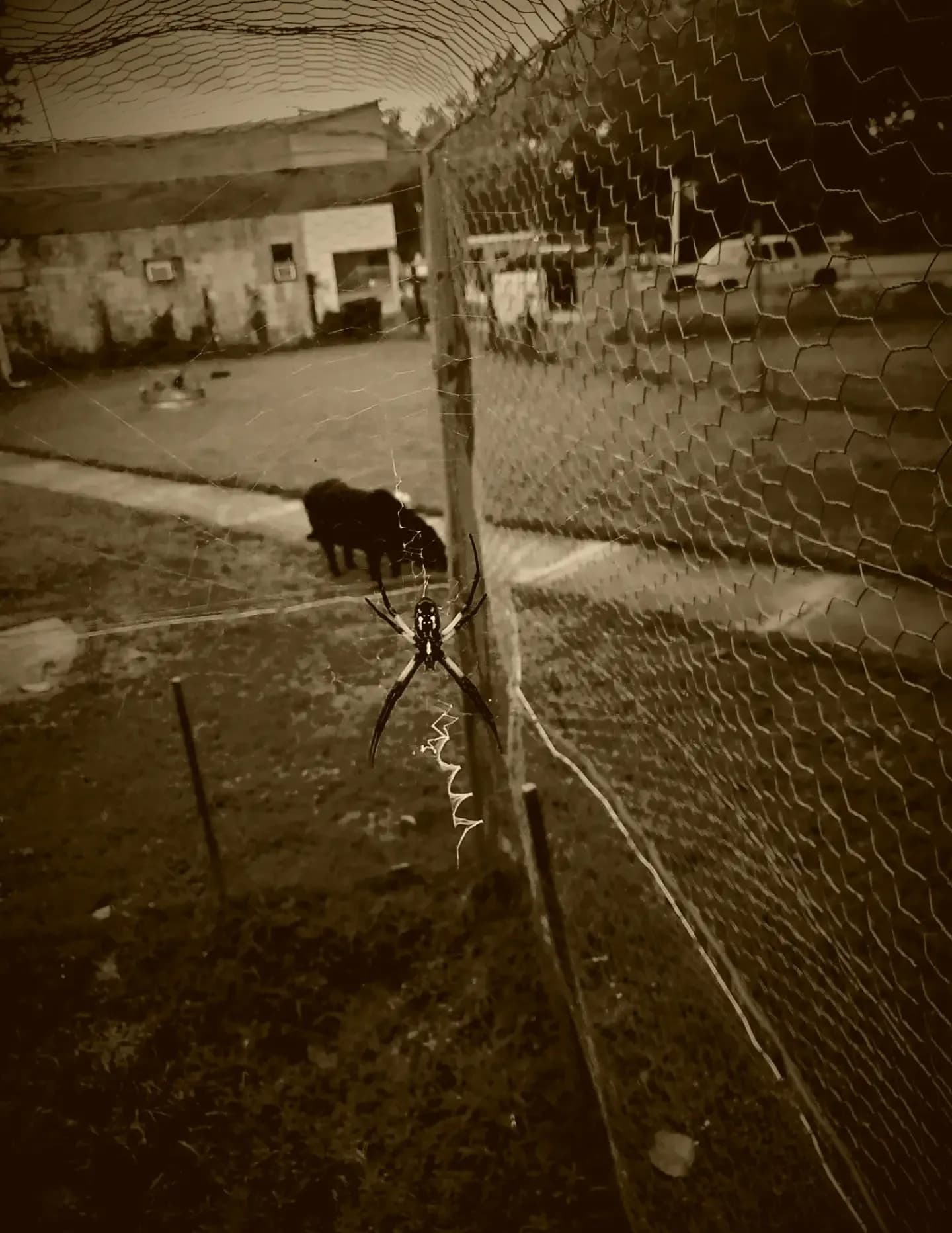competitor WlvJm