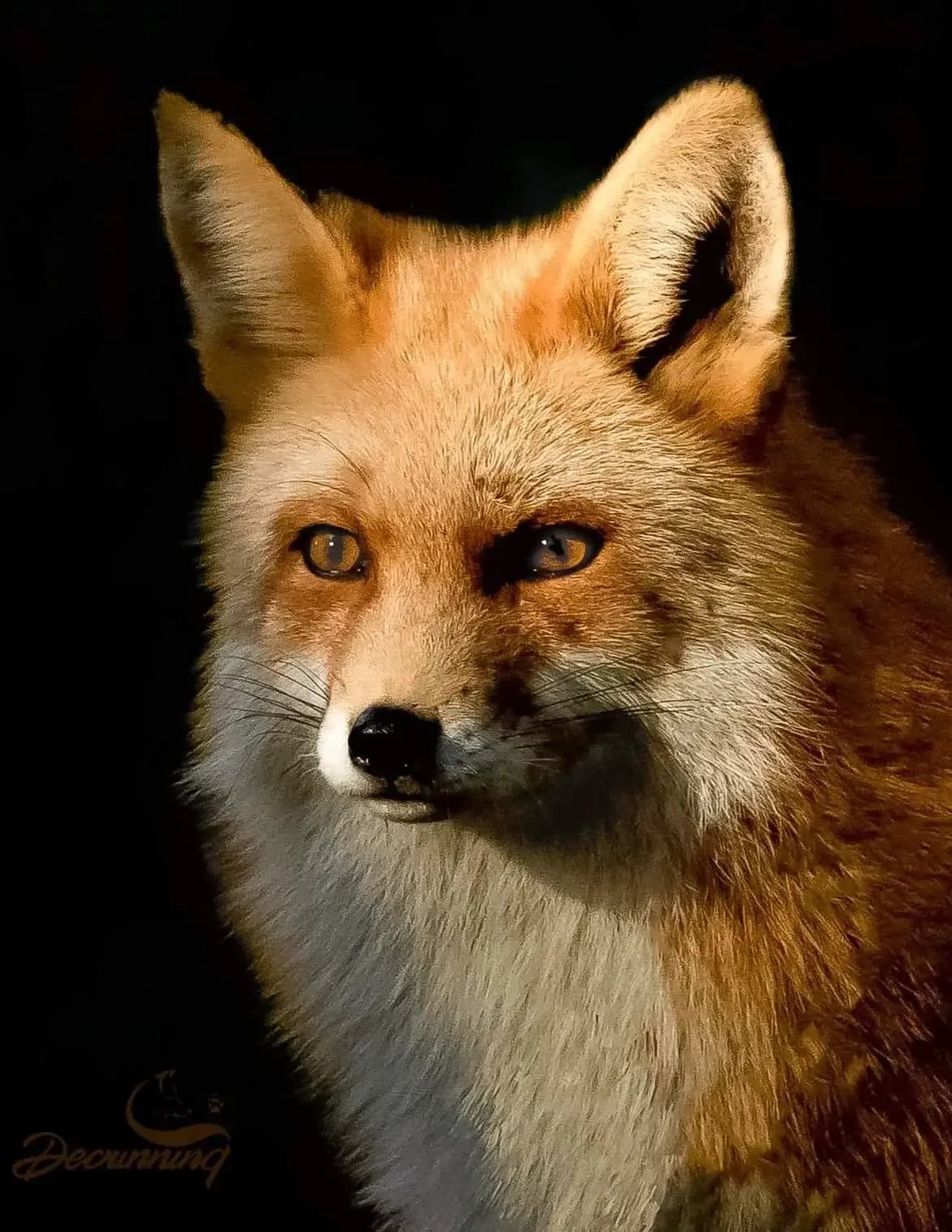 Dale Cunning image