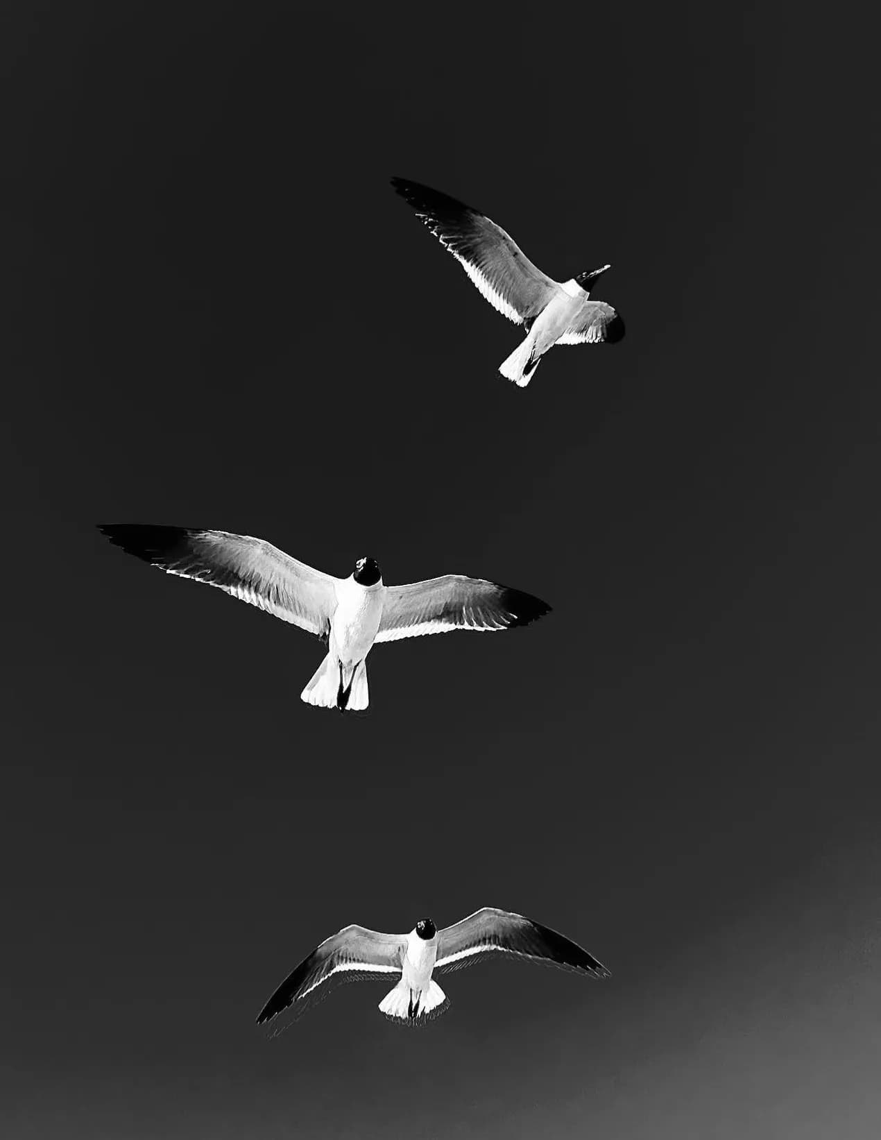 Gillie image