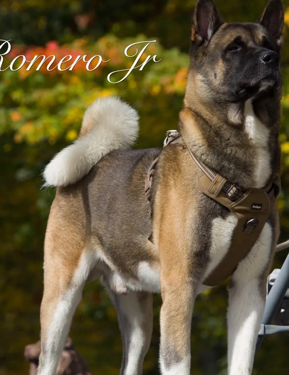 Isaac romero Jr image