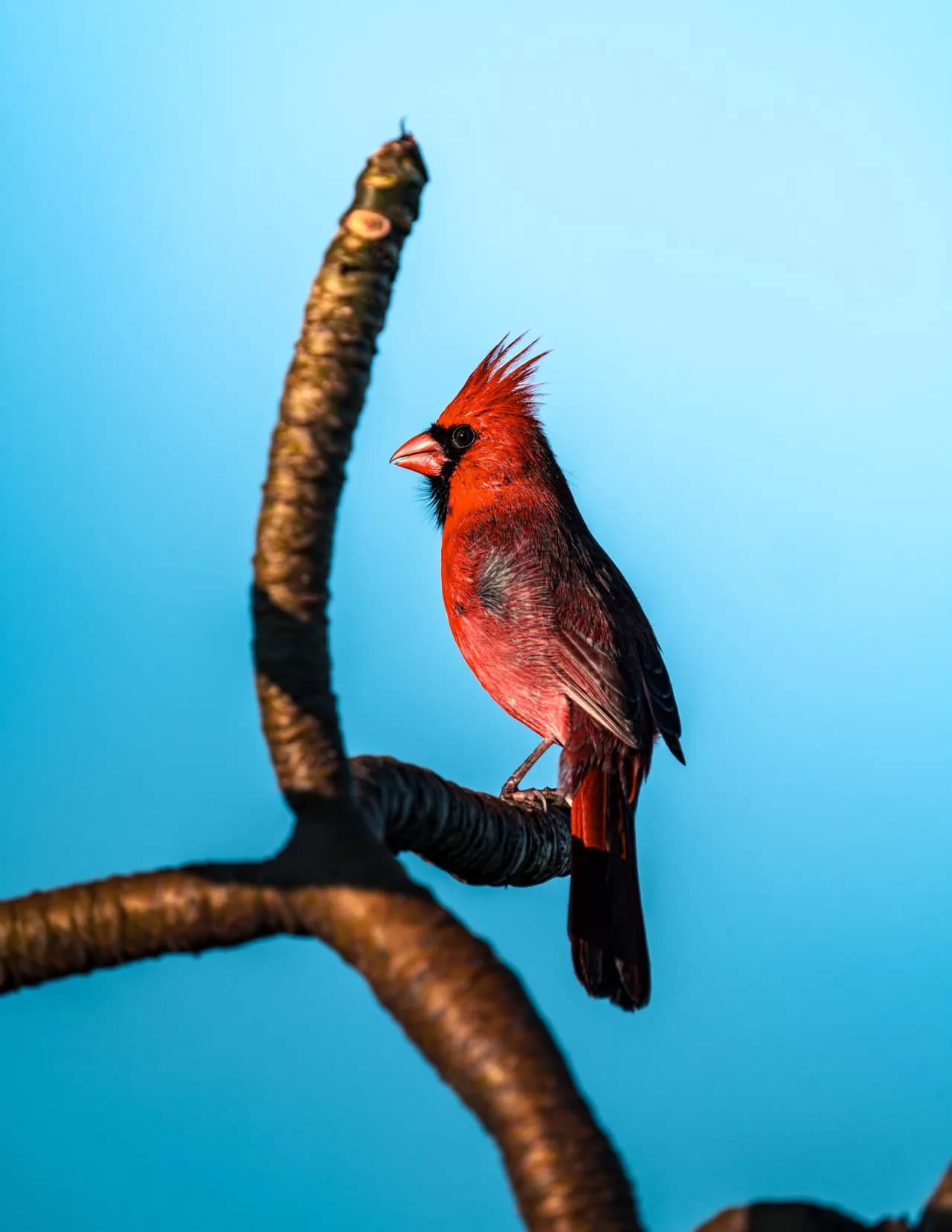 Mike Dalton image