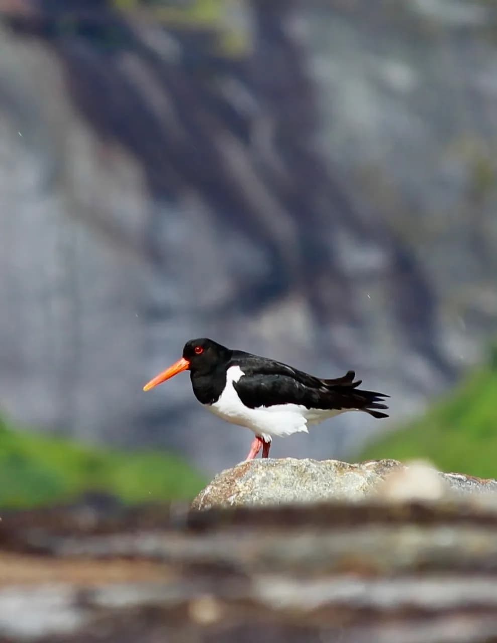 Westcoastie image